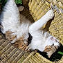 cat, long_hair_cat, white_fur, brown_fur, paw, whiskers, wicker_chair, woven_texture, outdoor, grass, sunlight, relaxed, lounging, pet, close_up, portrait, nap, furniture, shadow, fluffy