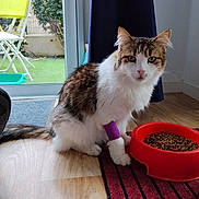 Mie a rejoint le concours — aidez-le/la à gagner de superbes lots ! cat, pet, indoor, food_bowl, dry_food, bandage, paw, fur, long_hair, curtain, window, patio, chair, wood_floor, red_bowl, mat, looking_at_camera, eyes, domestic_animal, portrait