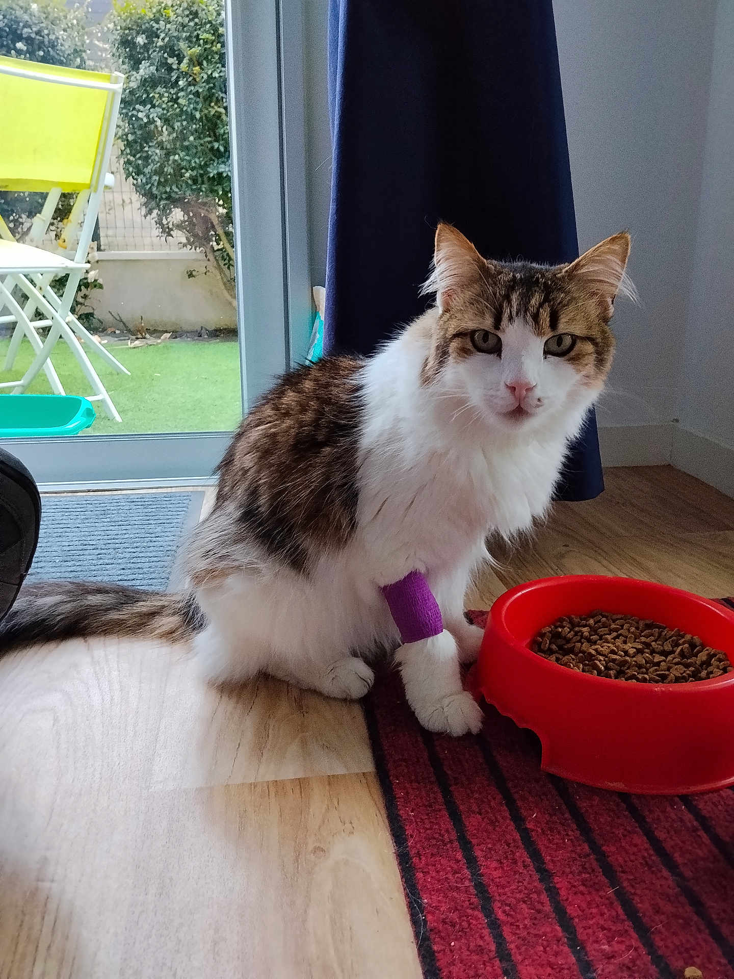 Mie a rejoint le concours — aidez-le/la à gagner de superbes lots ! cat, pet, indoor, food_bowl, dry_food, bandage, paw, fur, long_hair, curtain, window, patio, chair, wood_floor, red_bowl, mat, looking_at_camera, eyes, domestic_animal, portrait