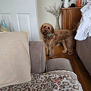 Chester joined the competition — help win amazing prizes! dog, brown_dog, leaf, living_room, wooden_floor, couch, blanket, pillow, door, cabinet, clock, vase, plant, furniture, indoor, pet, cozy, home_decor, carpet, relaxed