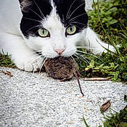Filou participe au concours pour gagner de l'argent avec cette photo : cat, mouse, animal, predator, hunting, outdoor, grass, stone, nature, black_and_white, green_eyes, whiskers, fur, close_up, mammal, wildlife, focus, alert, ground, small_animal