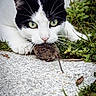 cat, mouse, animal, predator, hunting, outdoor, grass, stone, nature, black_and_white, green_eyes, whiskers, fur, close_up, mammal, wildlife, focus, alert, ground, small_animal