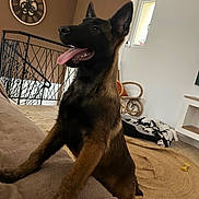 Budy participe au concours pour gagner de l'argent avec cette photo : dog, tongue_out, indoor, couch, living_room, brown_wall, clock, window, rug, chair, blanket, tile_floor, pet, happy, playful, animal, furniture, houseplant, cozy, interior