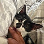 kitten, cat, black_and_white, hand, fingers, blanket, bed, cozy, cute, pet, animal, whiskers, fur, indoor, comfort, nibble, closeup, resting, soft, young_cat