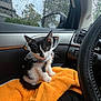 kitten, cat, tuxedo_cat, orange_towel, car_interior, rain, window, side_mirror, black_and_white, pet, cute, animal, feline, indoor, seat, rain_drops, car_door, curious, small, sitting