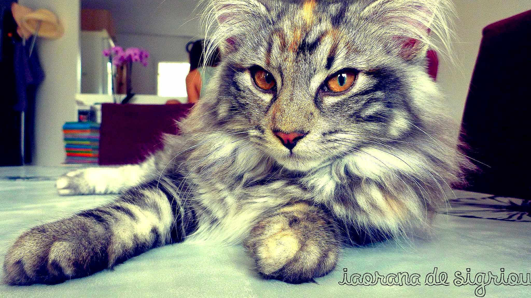 Iaorana de Sigriou participe au concours pour gagner de l'argent avec cette photo :