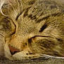 Ikatz de Sigriou participe au concours pour gagner de l'argent avec cette photo :