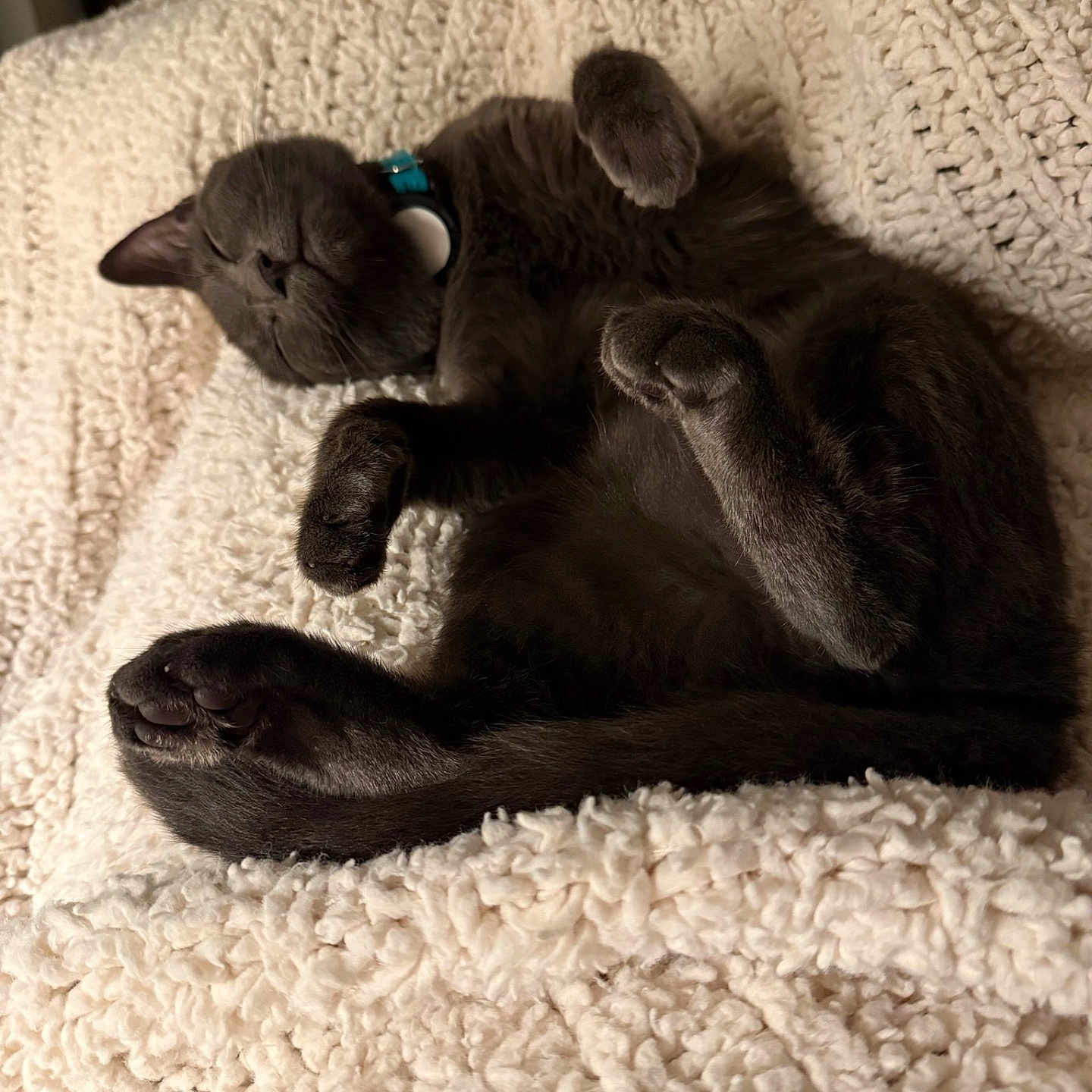 Mazzy joined the competition — help win amazing prizes! animal, blanket, cat, collar, comfort, cozy, cute, domestic_cat, feline, fluffy, fur, gray_cat, indoor, nap, paw, pet, relaxed, resting, sleeping, soft_texture