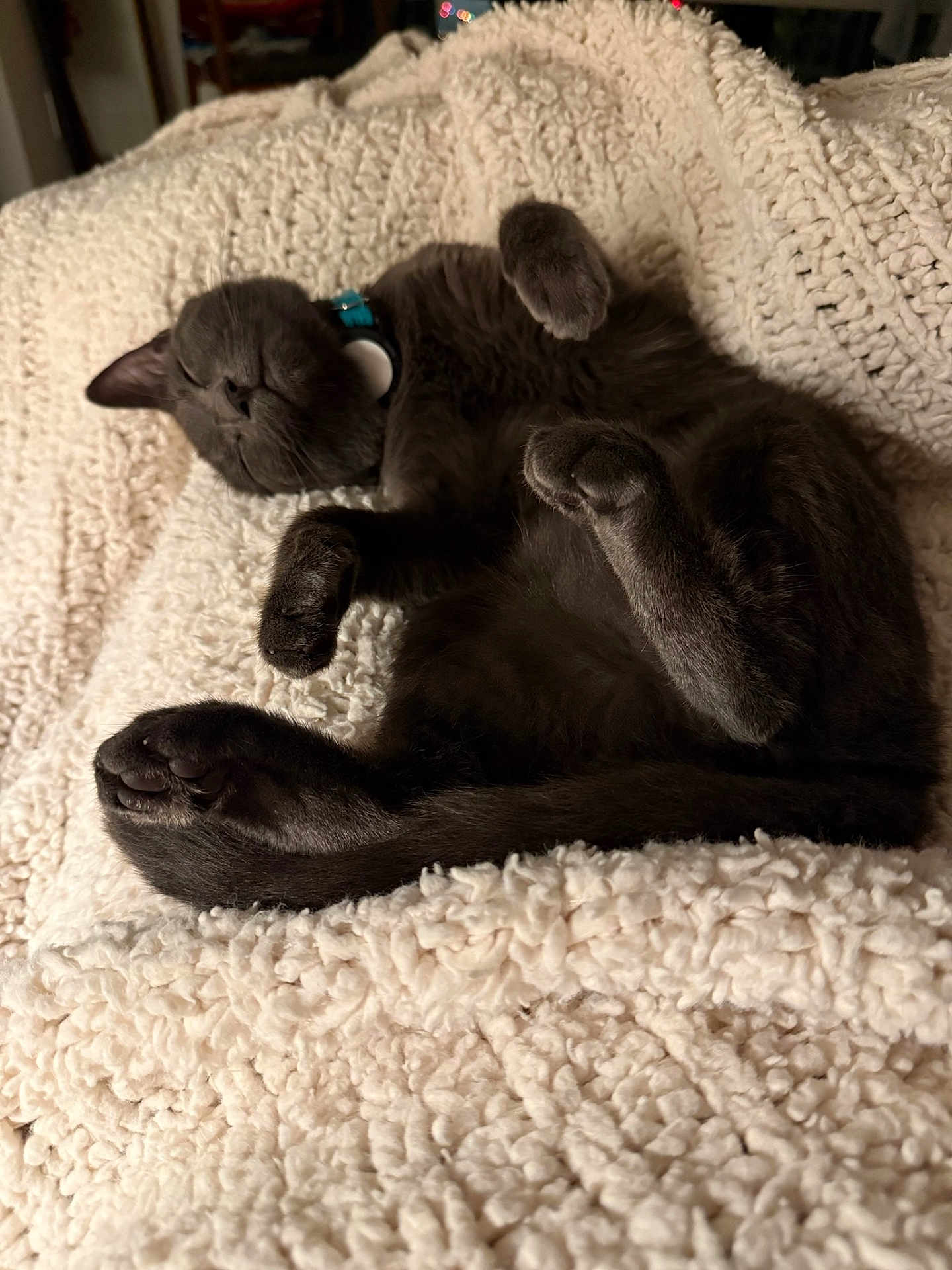 Mazzy joined the competition — help win amazing prizes! animal, blanket, cat, collar, comfort, cozy, cute, domestic_cat, feline, fluffy, fur, gray_cat, indoor, nap, paw, pet, relaxed, resting, sleeping, soft_texture