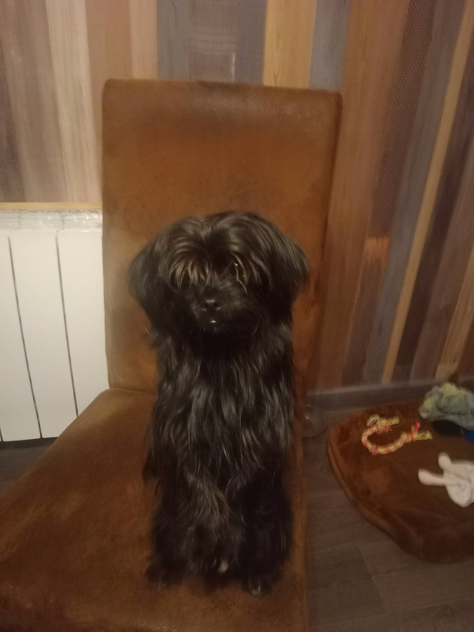 Tina a rejoint le concours — aidez-le/la à gagner de superbes lots ! canidae, carnivore, companion_dog, dog, dog_breed, flooring, fur, hardwood, liver, maltepoo, non_sporting_group, shih_tzu, small_terrier, snout, sporting_group, terrier, toy_dog, wood, working_animal, yorkipoo