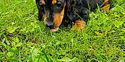 Sissie participe au concours pour gagner de l'argent avec cette photo : animal, ball, beagle, canine, dog, field, grass, grassland, green, hound, lawn, nature, outdoors, pet, plant, puppy, sport, tennis, tennisball, vegetation