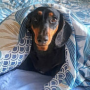 Sissie participe au concours pour gagner de l'argent avec cette photo : dog, dachshund, blanket, bed, indoor, pet, cozy, cute, animal, looking_at_camera, brown, black, fur, snuggled, comfort, portrait, canine, resting, domestic_animal, cute_pet