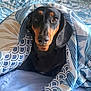 dog, dachshund, blanket, bed, indoor, pet, cozy, cute, animal, looking_at_camera, brown, black, fur, snuggled, comfort, portrait, canine, resting, domestic_animal, cute_pet
