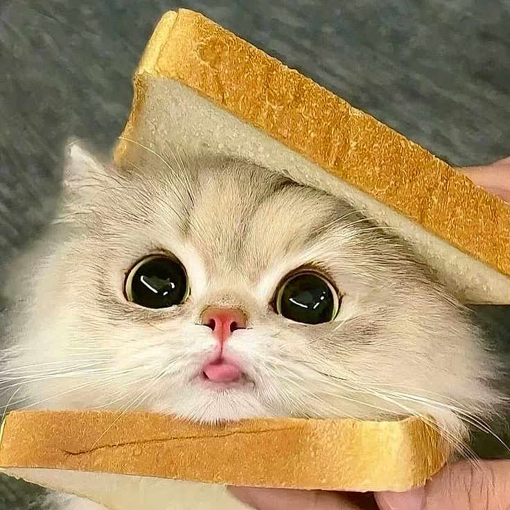 Poppy joined the competition — help win amazing prizes! cat, fluffy, bread, slice_of_bread, animal, pet, cute, tongue_out, funny, close_up, face, hand, furry, whiskers, domestic_cat, adorable, expression, gray_background, meme, playful
