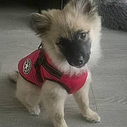 Buddy Skinner joined the competition — help win amazing prizes! adorable, animal, canine, companion, cute, dog, domestic_animal, ears, floor, friendly, fur, furry, indoors, looking_up, pet, puppy, red_vest, sitting, small_dog, young_dog