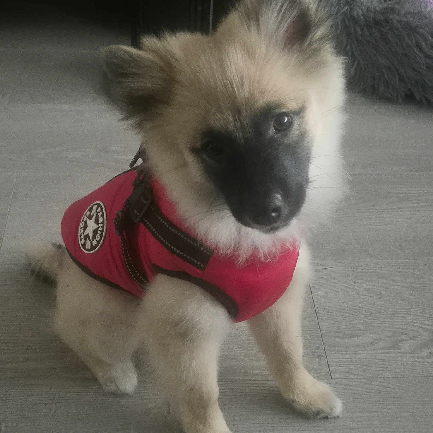 Buddy Skinner joined the competition — help win amazing prizes! adorable, animal, canine, companion, cute, dog, domestic_animal, ears, floor, friendly, fur, furry, indoors, looking_up, pet, puppy, red_vest, sitting, small_dog, young_dog