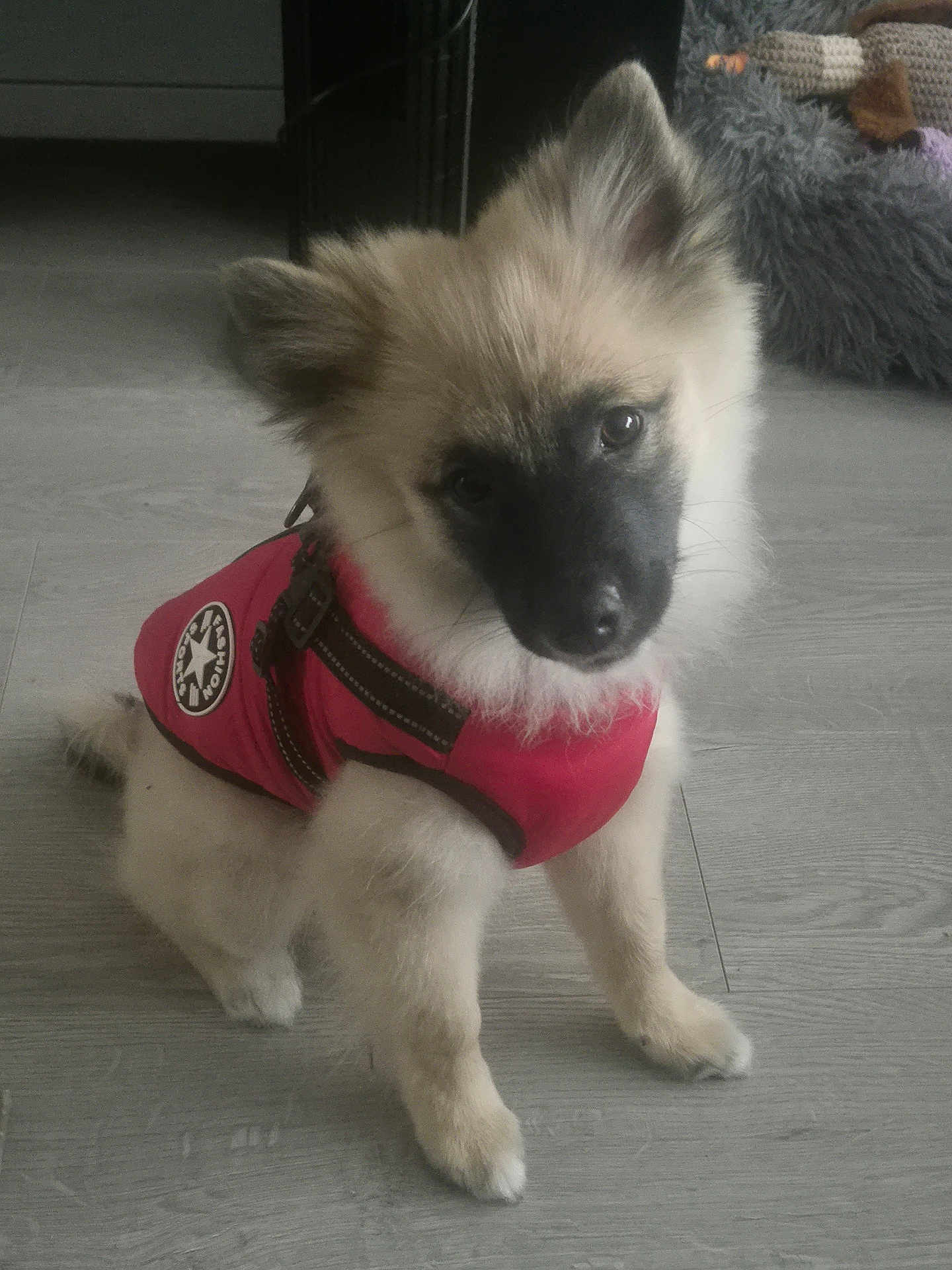 Buddy Skinner joined the competition — help win amazing prizes! adorable, animal, canine, companion, cute, dog, domestic_animal, ears, floor, friendly, fur, furry, indoors, looking_up, pet, puppy, red_vest, sitting, small_dog, young_dog