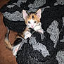 Tiger joined the competition — help win amazing prizes! kitten, calico, cat, pet, animal, cute, cozy, blanket, crochet, yarn, indoor, fur, small, whiskers, paws, curious, playful, resting, soft, domestic