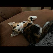 Tiger joined the competition — help win amazing prizes! cat, kitten, calico, brown_couch, indoor, pet, feline, fur, cute, young_animal, whiskers, eyes, playful, resting, soft_lighting, domestic_animal, cozy, small, animal, looking