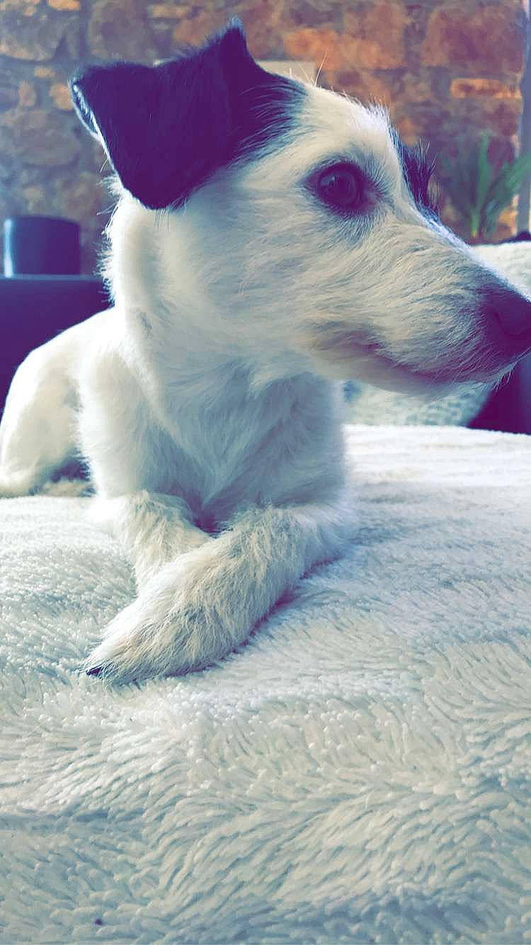 Nola participe au concours pour gagner de l'argent avec cette photo : canidae, carnivore, companion_dog, dog, dog_breed, electric_blue, fur, non_sporting_group, sporting_group, terrestrial_animal, toy_dog, whiskers, working_animal