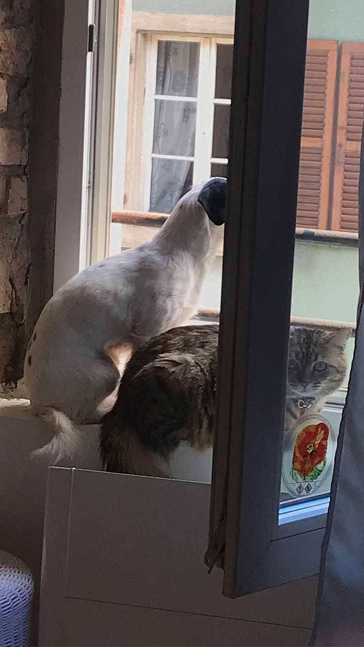 Nola a rejoint le concours — aidez-le/la à gagner de superbes lots ! canidae, carnivore, comfort, companion_dog, dog_breed, fawn, felidae, flooring, fur, marine_mammal, small_to_medium_sized_cats, sporting_group, tail, terrestrial_animal, window