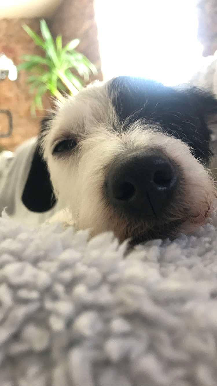 Nola a rejoint le concours — aidez-le/la à gagner de superbes lots ! canidae, carnivore, close_up, cloud, companion_dog, dog, dog_breed, fur, houseplant, paw, plant, puppy_love, small_terrier, snout, sporting_group, terrestrial_animal, terrier, toy_dog, whiskers, working_animal