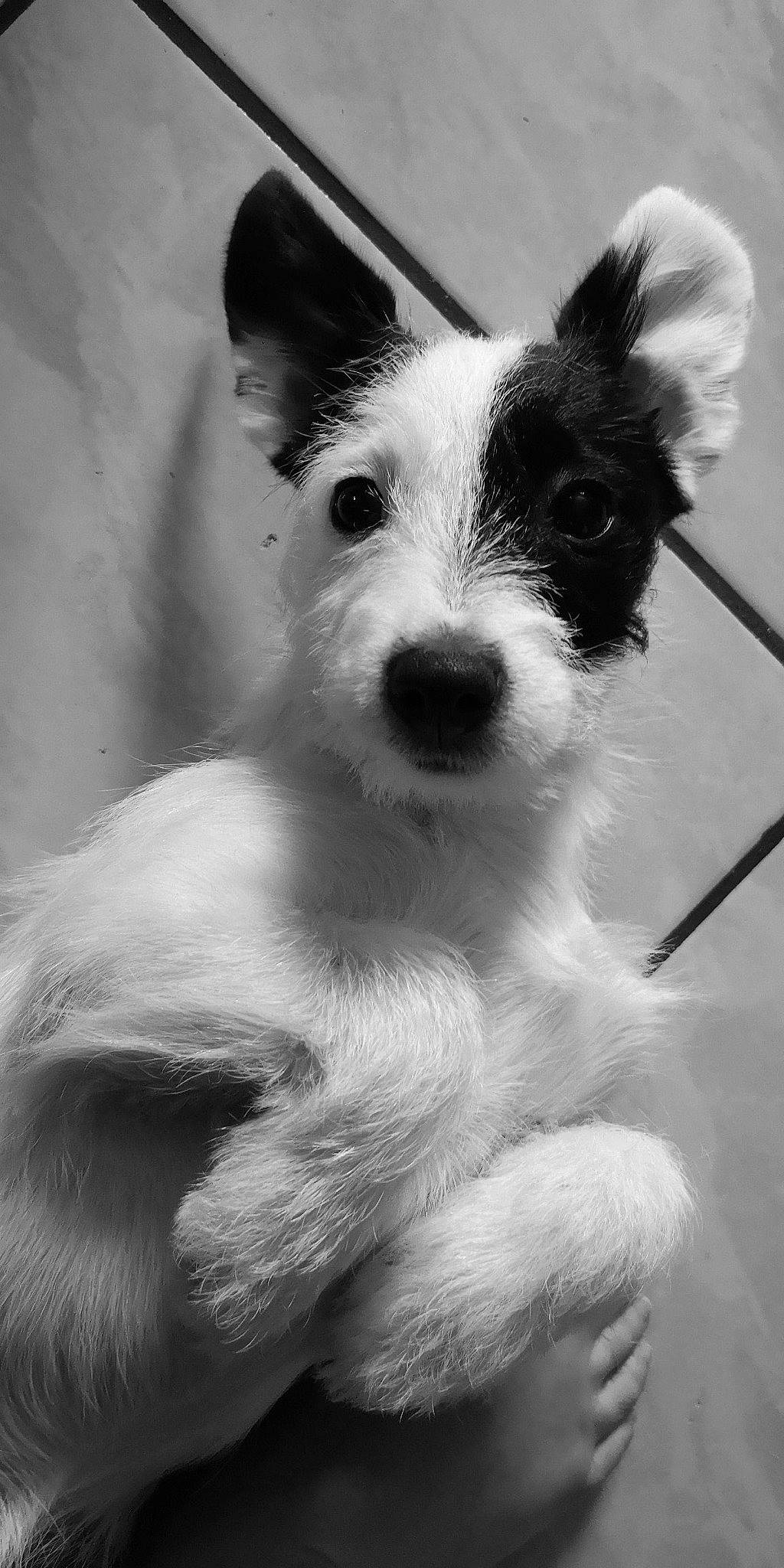 Nola a rejoint le concours — aidez-le/la à gagner de superbes lots ! canidae, carnivore, companion_dog, dog, dog_breed, fur, happy, monochrome, monochrome_photography, non_sporting_group, photography, puppy, small_terrier, snout, sporting_group, terrestrial_animal, terrier, toy_dog, whiskers, working_animal