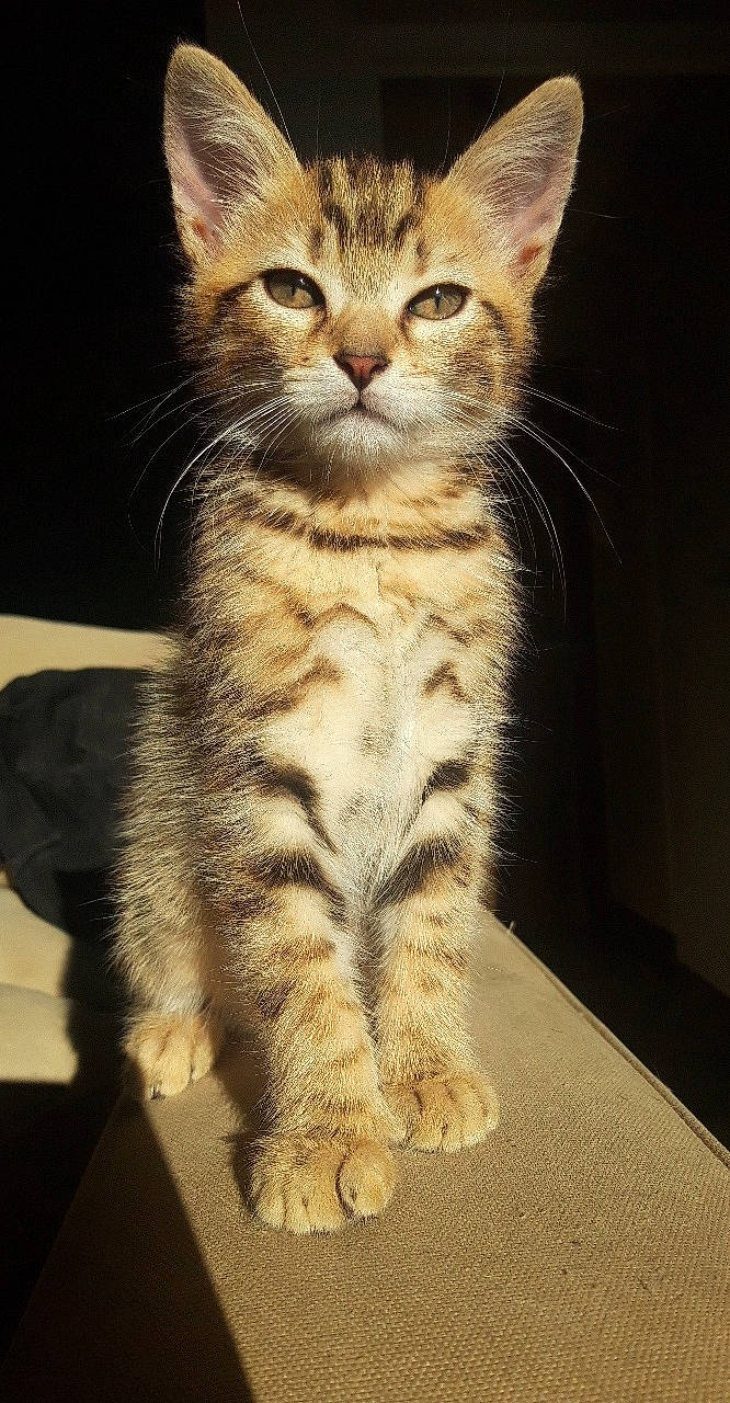 Pepito participe au concours pour gagner de l'argent avec cette photo : american_shorthair, american_wirehair, asian, carnivore, cat, domestic_short_haired_cat, dragon_li, egyptian_mau, european_shorthair, felidae, kitten, mammal, paw, pixie_bob, polydactyl_cat, small_to_medium_sized_cats, sokoke, tabby_cat, vertebrate, whiskers