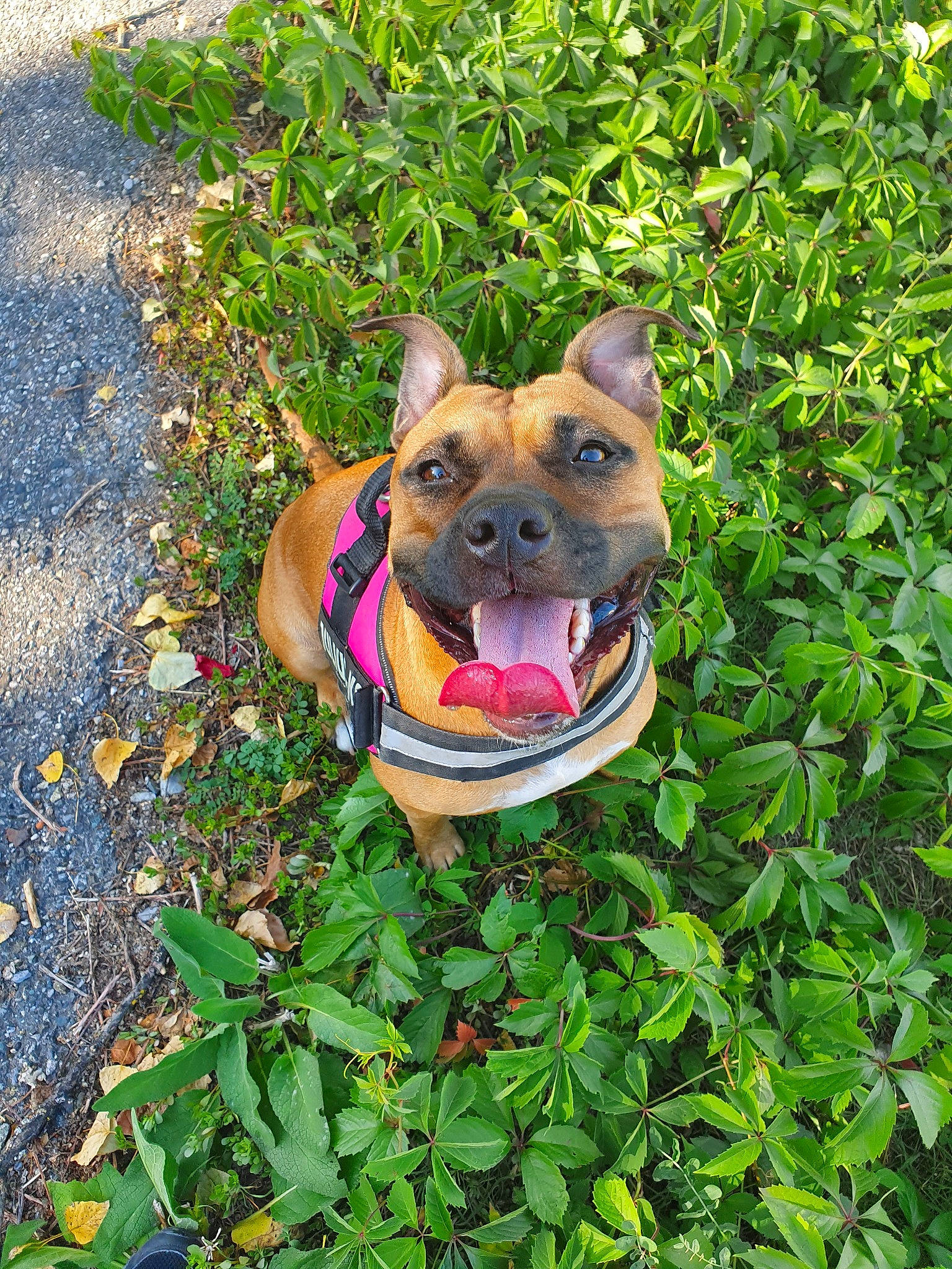 Kaina participe au concours pour gagner de l'argent avec cette photo : canidae, carnivore, companion_dog, dog, dog_breed, fawn, flower, german_shepherd_dog, grass, mammal, plant, rare_breed_dog