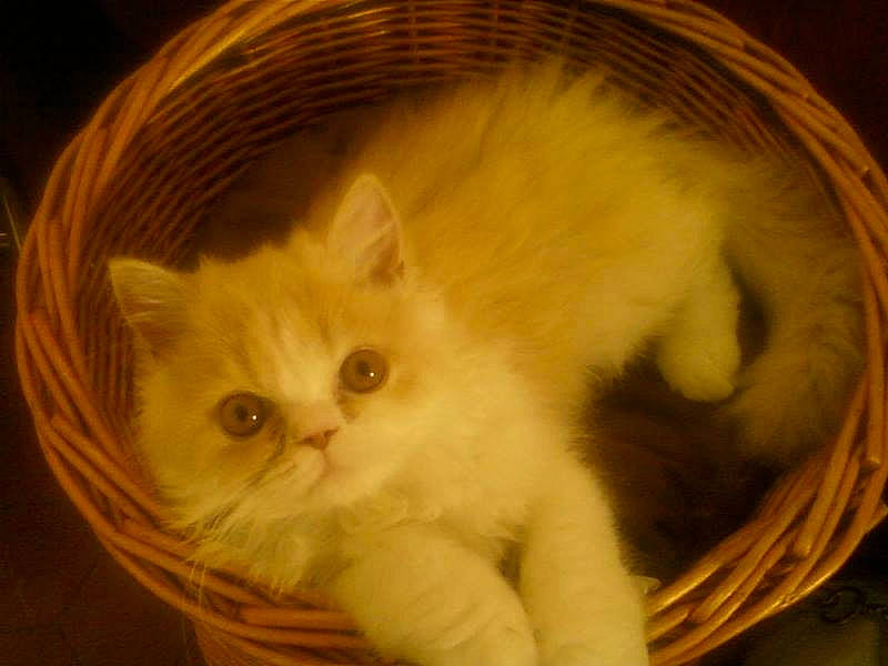 Flanelle a rejoint le concours — aidez-le/la à gagner de superbes lots ! asian_semi_longhair, british_longhair, british_semi_longhair, carnivore, cat, domestic_long_haired_cat, eye, fawn, felidae, fur, kitten, mammal, napoleon_cat, persian, ragamuffin, ragdoll, small_to_medium_sized_cats, turkish_van, vertebrate, whiskers