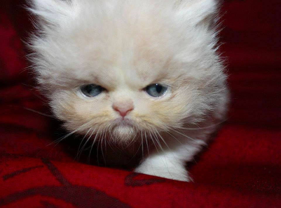 Flanelle a rejoint le concours — aidez-le/la à gagner de superbes lots ! asian, asian_semi_longhair, british_longhair, british_semi_longhair, carnivore, cat, domestic_long_haired_cat, eye, felidae, fur, kitten, mammal, munchkin, napoleon_cat, persian, ragdoll, small_to_medium_sized_cats, snout, vertebrate, whiskers