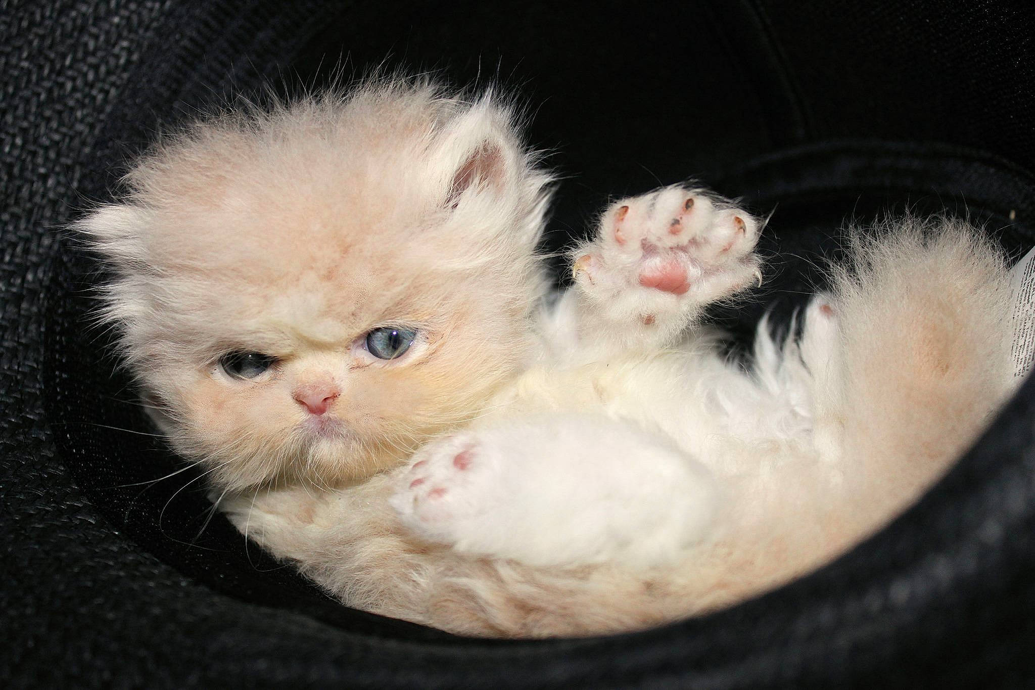 Flanelle a rejoint le concours — aidez-le/la à gagner de superbes lots ! british_semi_longhair, carnivore, cat, domestic_long_haired_cat, eye, fawn, felidae, fur, kitten, mammal, munchkin, napoleon_cat, nose, persian, selkirk_rex, skin, small_to_medium_sized_cats, turkish_van, vertebrate, whiskers