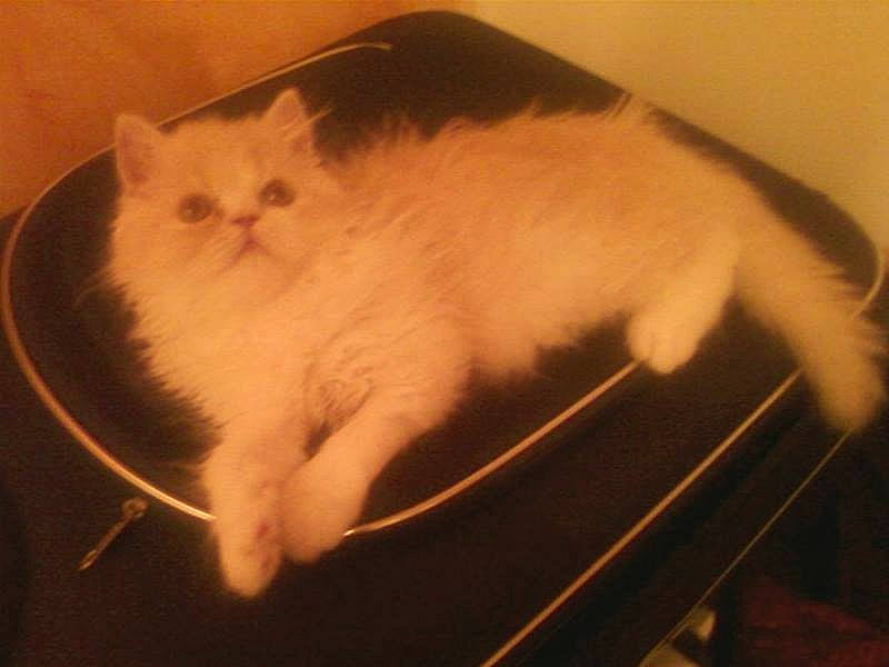 Flanelle a rejoint le concours — aidez-le/la à gagner de superbes lots ! asian_semi_longhair, british_longhair, british_semi_longhair, carnivore, cat, cymric, domestic_long_haired_cat, eye, felidae, fur, iris, kitten, mammal, napoleon_cat, persian, ragdoll, small_to_medium_sized_cats, tail, turkish_angora, whiskers