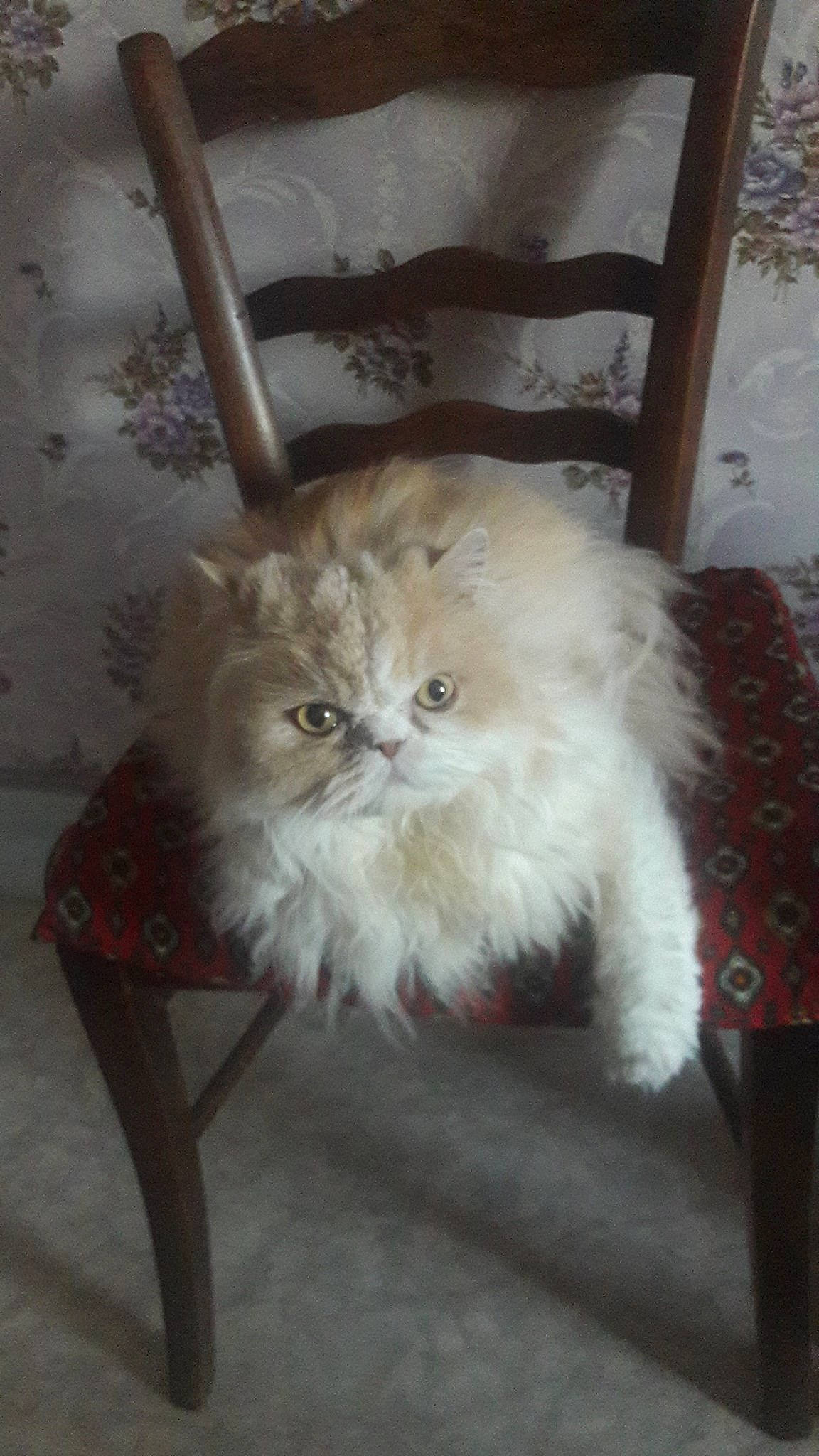 Flanelle a rejoint le concours — aidez-le/la à gagner de superbes lots ! asian_semi_longhair, british_longhair, british_semi_longhair, carnivore, cat, domestic_long_haired_cat, eye, fawn, felidae, fur, himalayan, mammal, napoleon_cat, norwegian_forest_cat, persian, ragamuffin, small_to_medium_sized_cats, tail, whiskers