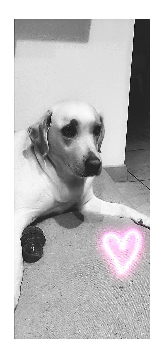 Lina participe au concours pour gagner de l'argent avec cette photo : canidae, carnivore, collar, companion_dog, dog, dog_breed, eye, fawn, font, monochrome, monochrome_photography, pet_supply, photo_caption, snout, sporting_group, still_life_photography, stock_photography, toy_dog, whiskers, working_animal