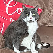 Ollie joined the competition — help win amazing prizes! animal, cat, couch, cozy, domestic_cat, feline, fur, green_eyes, grey_cat, home, indoor, looking_at_camera, pet, pillow, portrait, red_pillow, relaxed, sitting, whiskers, white_cat