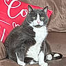 animal, cat, couch, cozy, domestic_cat, feline, fur, green_eyes, grey_cat, home, indoor, looking_at_camera, pet, pillow, portrait, red_pillow, relaxed, sitting, whiskers, white_cat