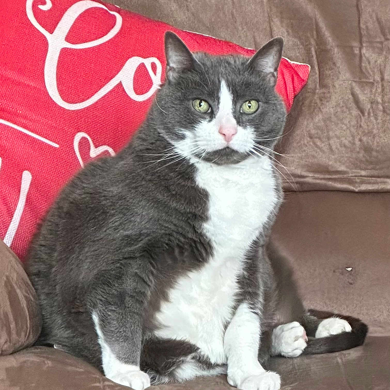 Ollie