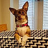 dog, small_dog, brown_dog, red_collar, basket, patterned_basket, indoor, window_blinds, wooden_chair, pet, animal, curious, ears_up, front_paws, looking, furniture, home, cute, companion, domestic
