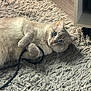 accessories, angora, animal, cat, couch, electronics, face, furniture, head, homedecor, indoors, kitten, leash, manx, person, pet, photography, portrait, siamese, strap