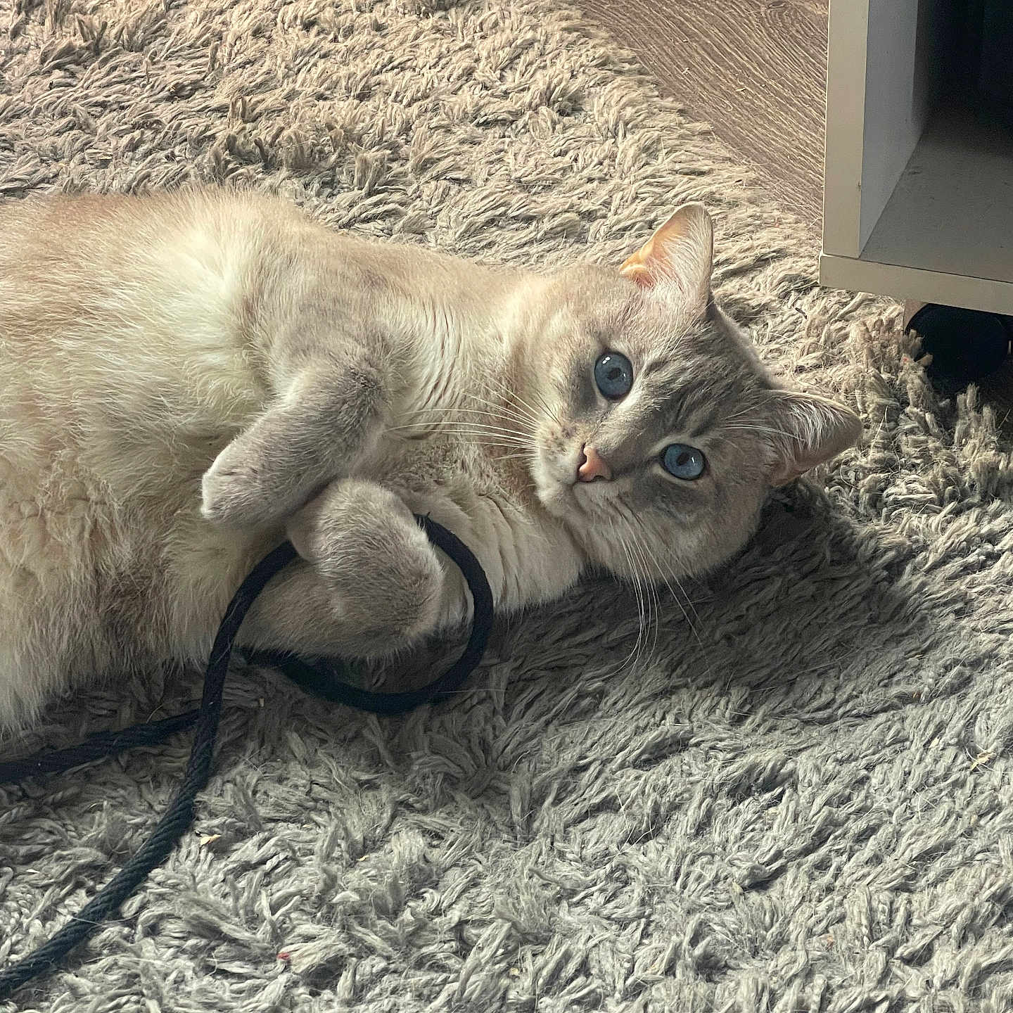 Rio participe au concours pour gagner de l'argent avec cette photo : accessories, angora, animal, cat, couch, electronics, face, furniture, head, homedecor, indoors, kitten, leash, manx, person, pet, photography, portrait, siamese, strap
