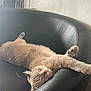 animal, armchair, cat, chair, chaise, couch, furniture, indoors, interiordesign, kitten, manx, person, pet, sleeping