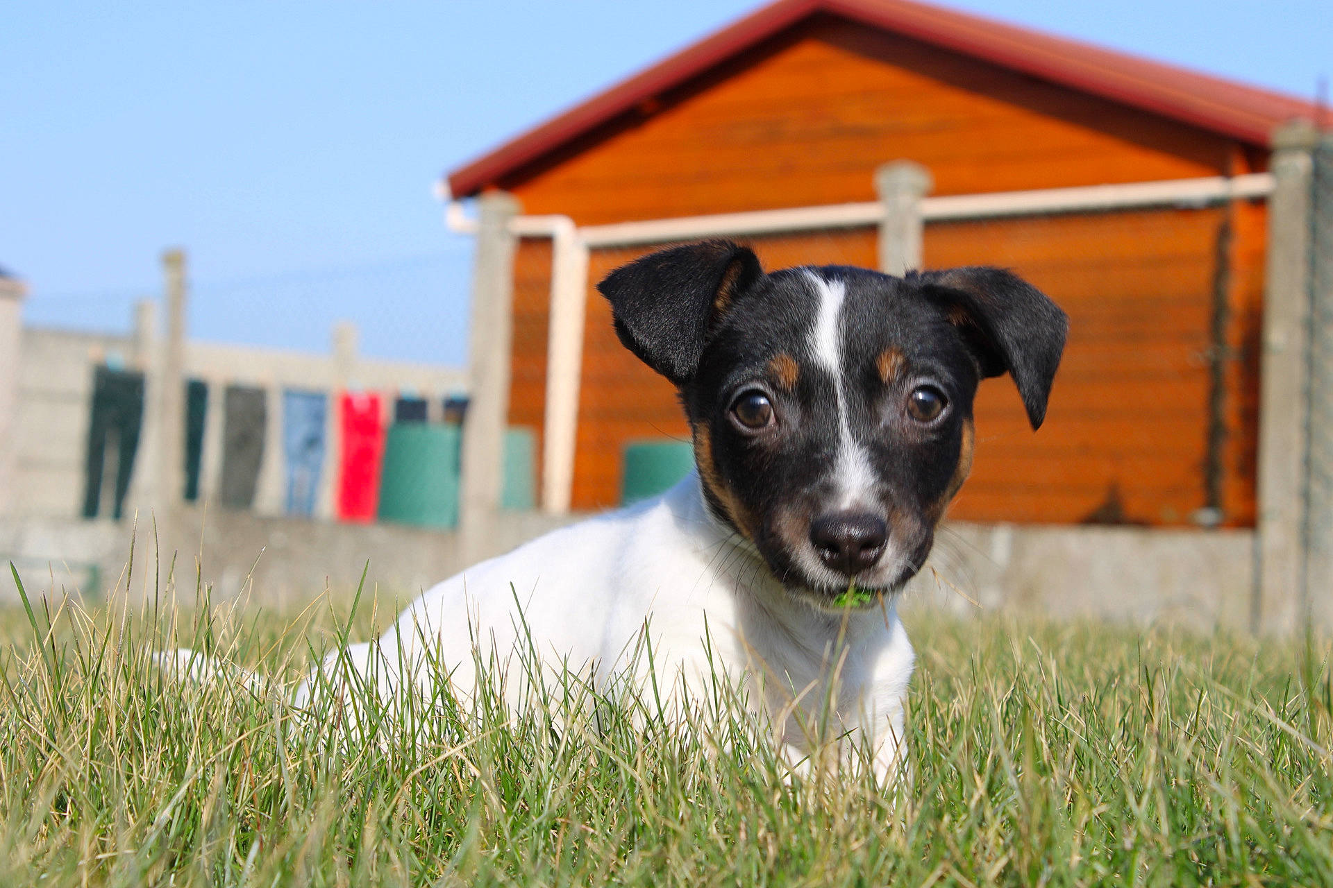 Rebelle participe au concours pour gagner de l'argent avec cette photo : canidae, carnivore, companion_dog, dog, dog_breed, field, grass, grassland, landscape, plant, puppy, sky, snout, sporting_group, terrier, water, whiskers, working_animal, working_dog