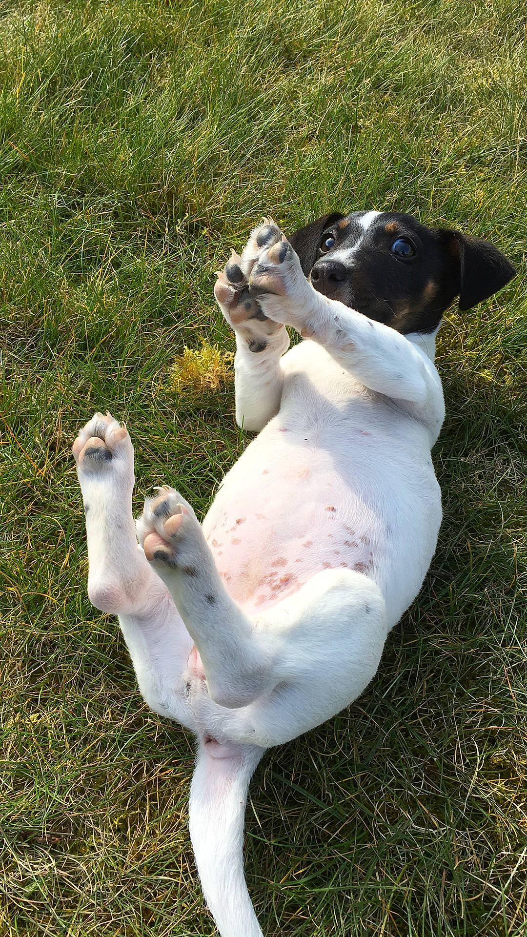 Rebelle participe au concours pour gagner de l'argent avec cette photo : canidae, carnivore, companion_dog, dog, dog_breed, fawn, grass, grassland, hunting_dog, non_sporting_group, paw, sporting_group, tail, terrestrial_animal, working_animal