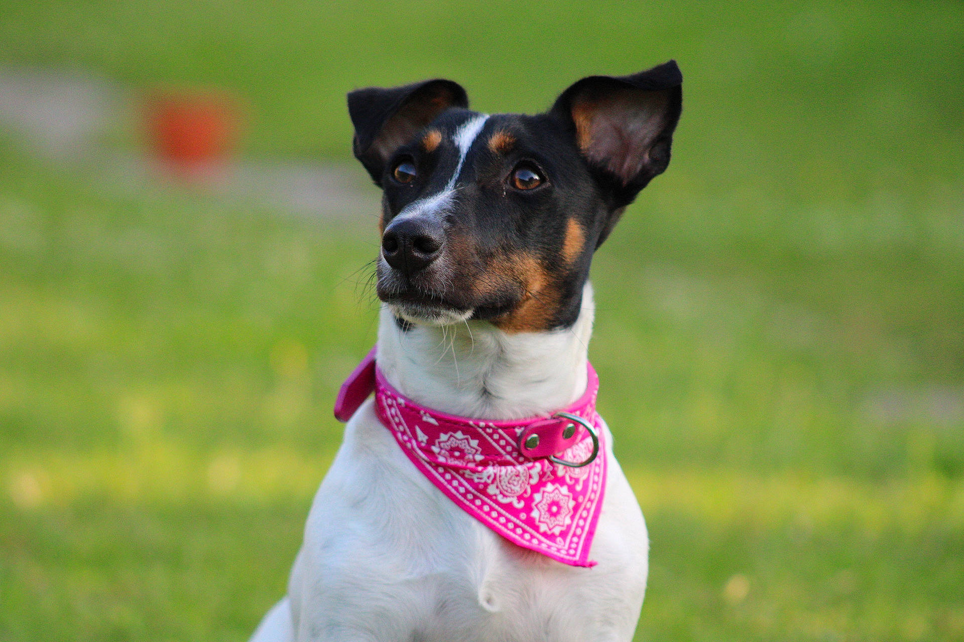 Rebelle participe au concours pour gagner de l'argent avec cette photo : carnivore, chilean_fox_terrier, collar, companion_dog, dog, dog_breed, dog_collar, grass, hunting_dog, leash, pet_supply, plant, snout, sporting_group, working_animal, working_dog