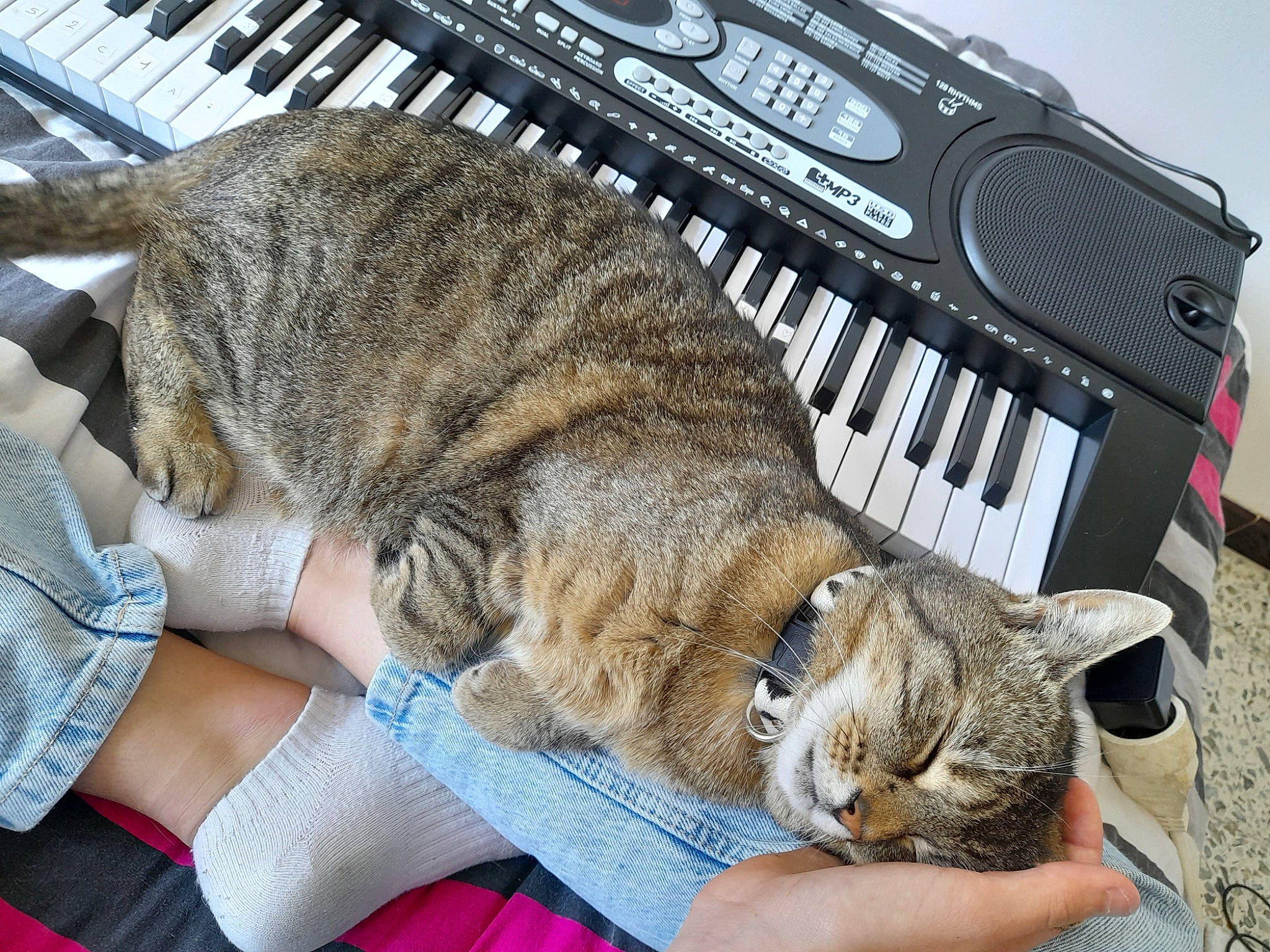 Cookie a rejoint le concours — aidez-le/la à gagner de superbes lots ! carnivore, cat, claw, comfort, domestic_short_haired_cat, electronic_musical_instrument, felidae, fur, keyboard, keyboard_player, mammal, musical_instrument, musical_instrument_accessory, musical_keyboard, nap, piano, sitting, small_to_medium_sized_cats, terrestrial_animal, whiskers