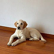Wolf participe au concours pour gagner de l'argent avec cette photo : animal, calm, canine, companion, cute, dog, domestic_animal, ears, flooring, fur, golden_retriever, indoor, lying_down, pet, puppy, resting, tail, white_wall, wooden_floor, young_dog