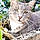 Minette