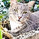 Minette