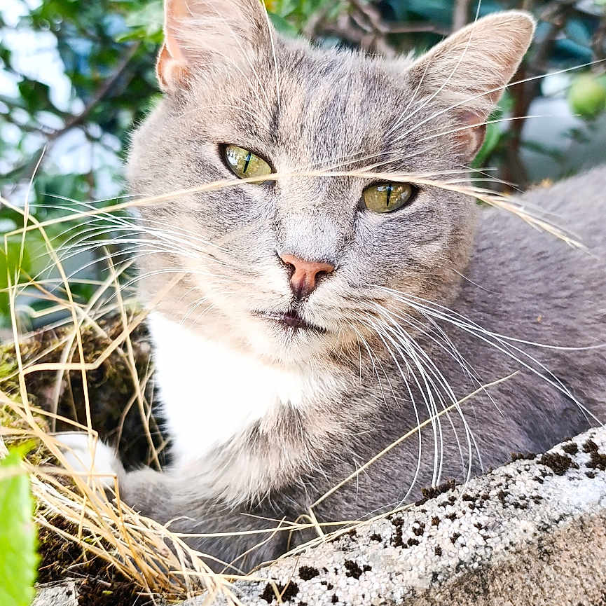 Minette a rejoint le concours — aidez-le/la à gagner de superbes lots ! animal, cat, close_up, concrete, cute, feline, garden, gray_cat, green_leaves, nature, outdoor, pet, plant, planter, portrait, relaxed, sunlight, whiskers, whiskers_crossed, wild_grass